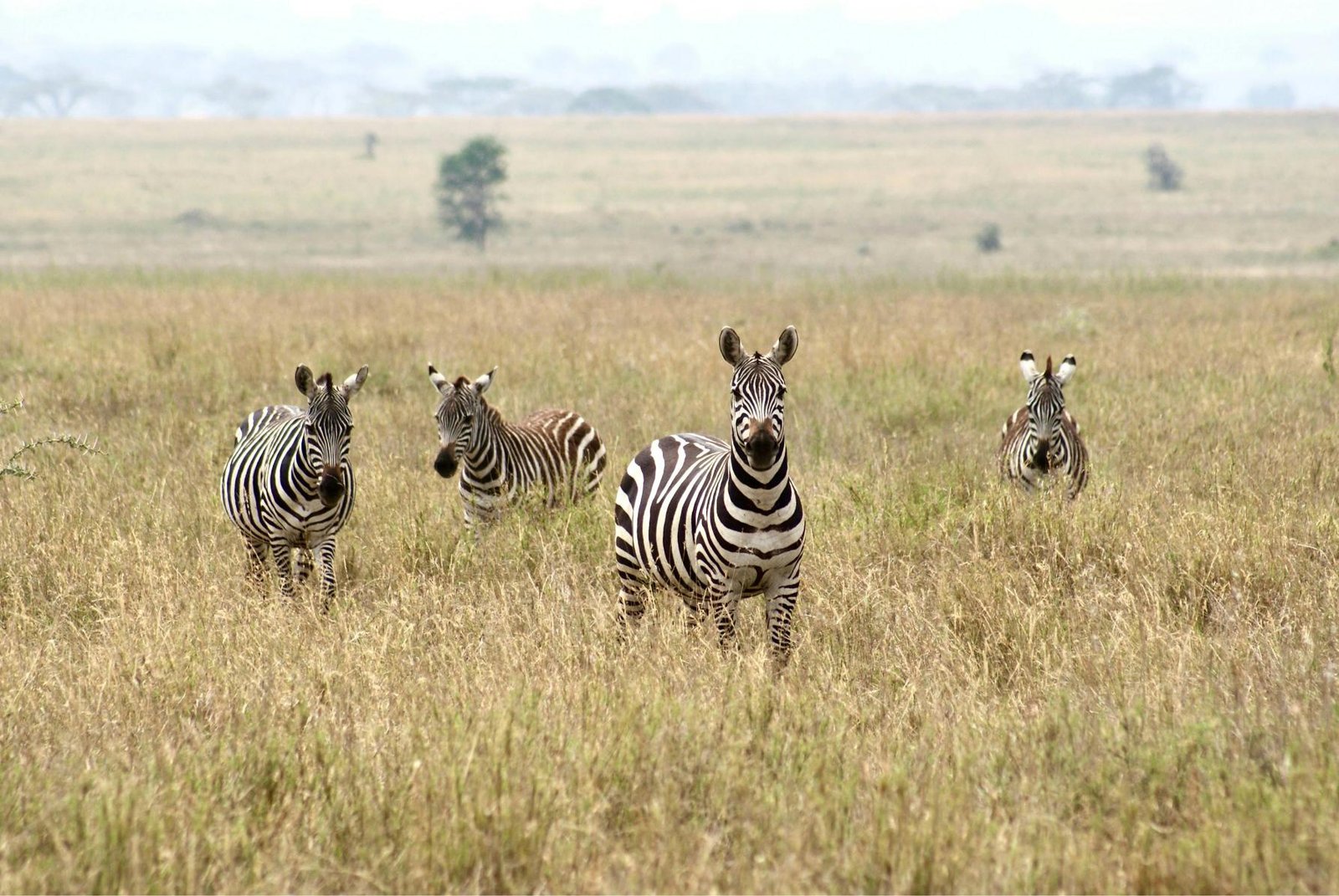 7-Day Kilimanjaro Climb: Calm Rongai Route