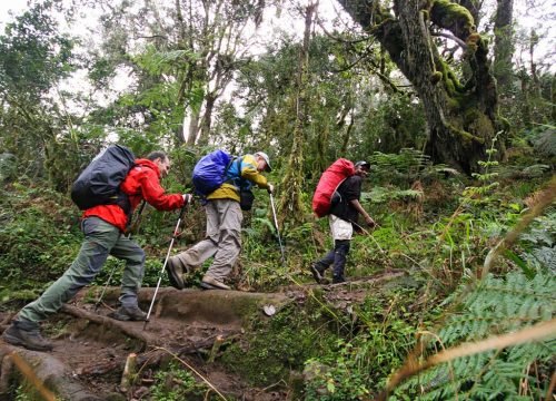 6-Day Kilimanjaro Climb: Quiet Rongai Route