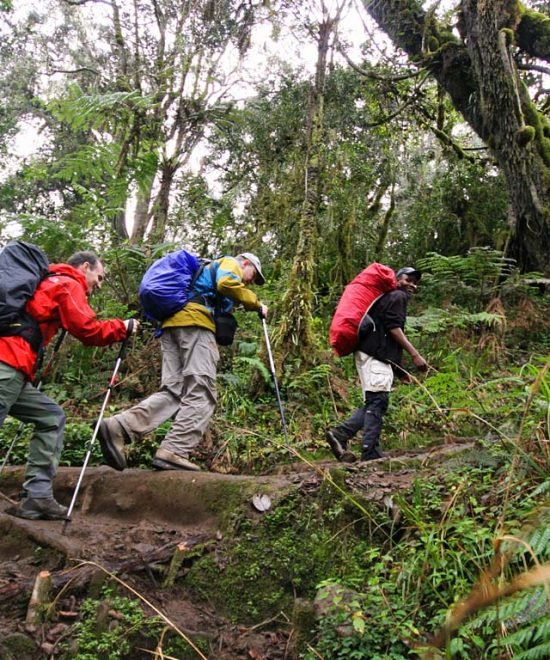 6-Day Kilimanjaro Climb: Quiet Rongai Route