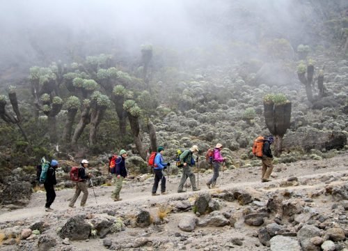 7-Day Kilimanjaro Climb: Scenic Lemosho Route