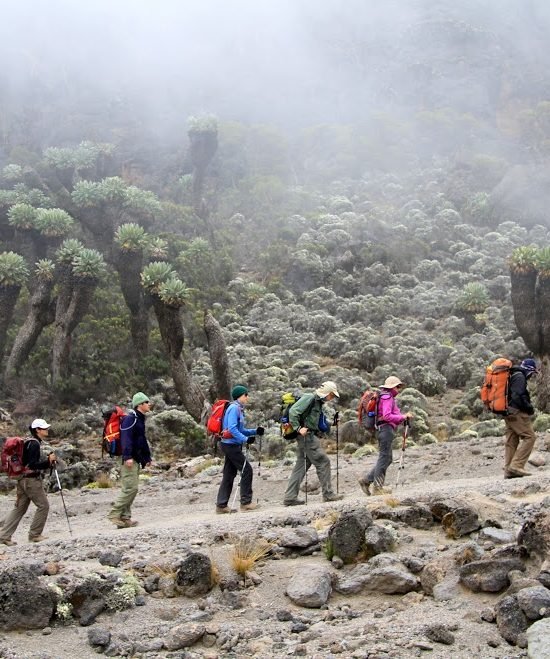 7-Day Kilimanjaro Climb: Scenic Lemosho Route