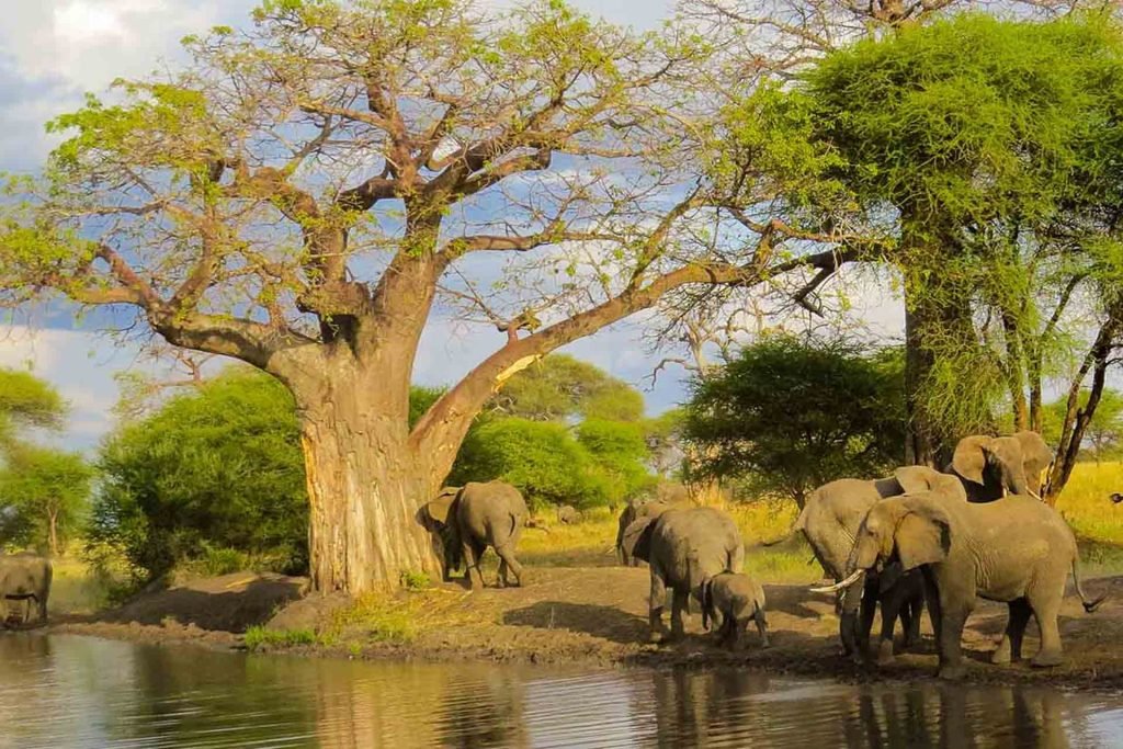 Tarangire National Park: Tanzania’s Powerful Elephant and Baobab Safari