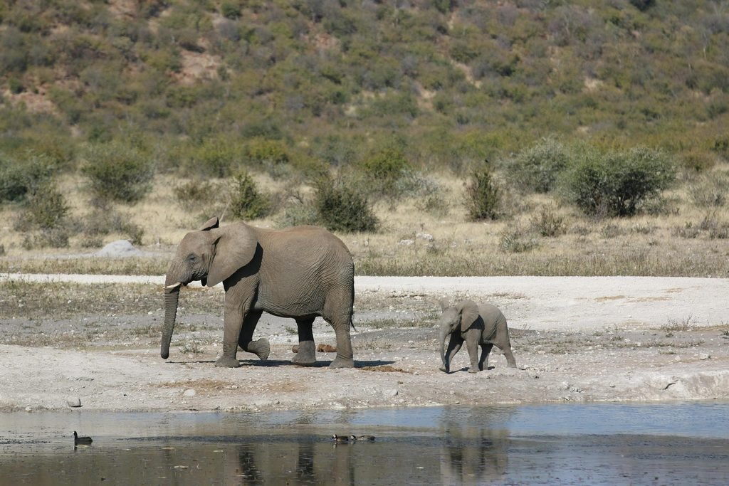 Tarangire National Park: Tanzania’s Powerful Elephant and Baobab Safari