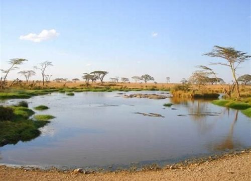 Lake Manyara National Park: Tanzania’s Tree-Climbing Lion and Flamingo Safari