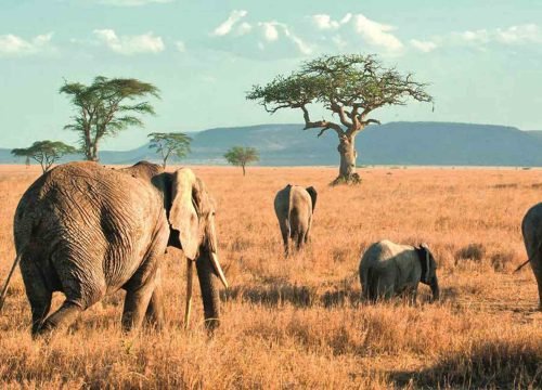 Tarangire National Park: Tanzania’s Powerful Elephant and Baobab Safari