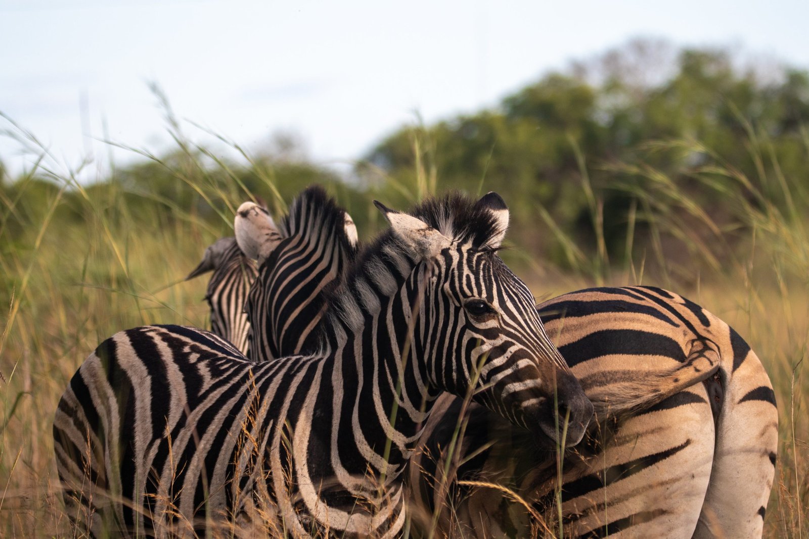 Tanzania Family Safari