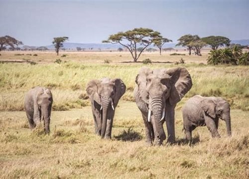 Serengeti National Park: Tanzania’s Wildest Big-Cat and Migration Safari