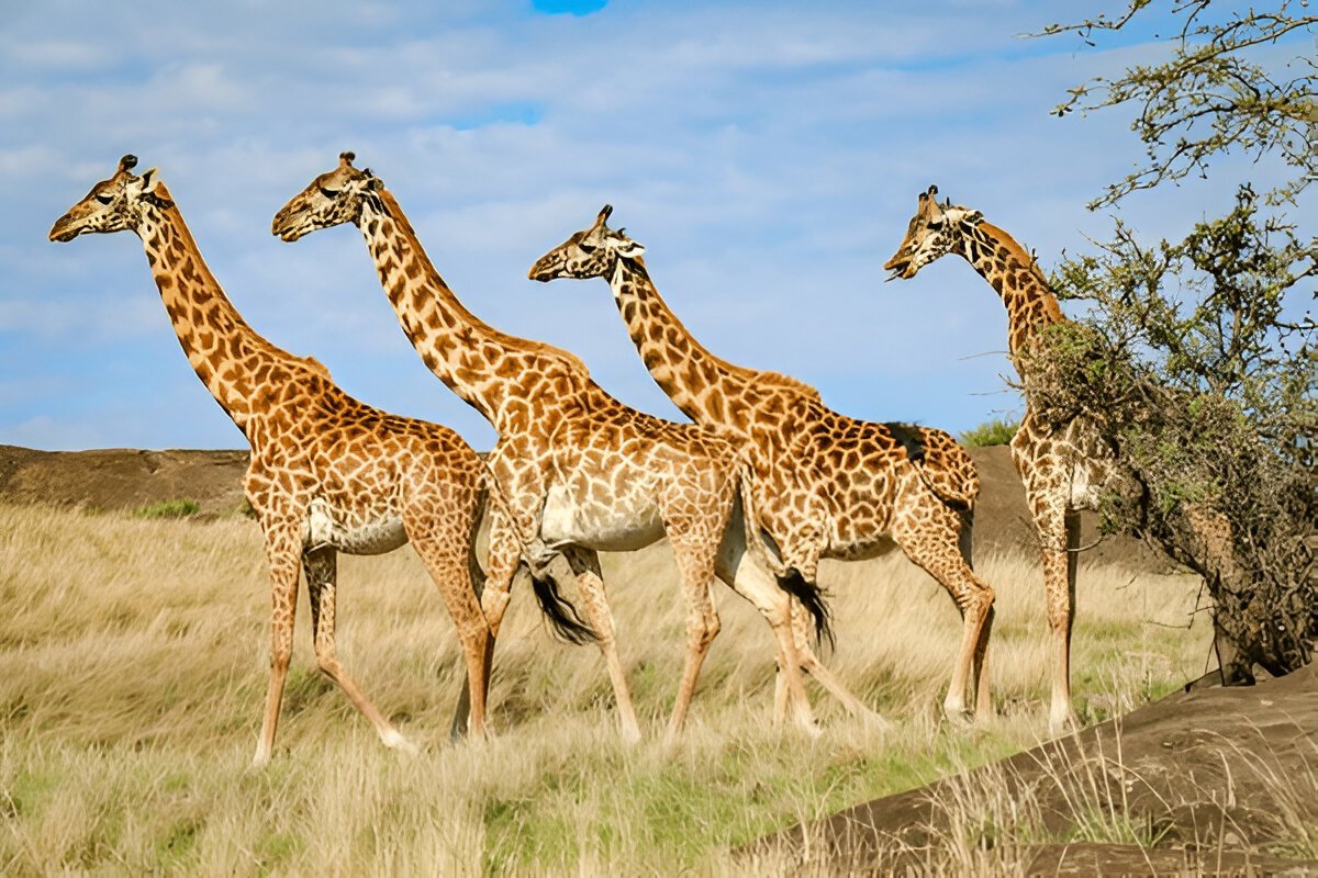 Tarangire and Ngorongoro Safari