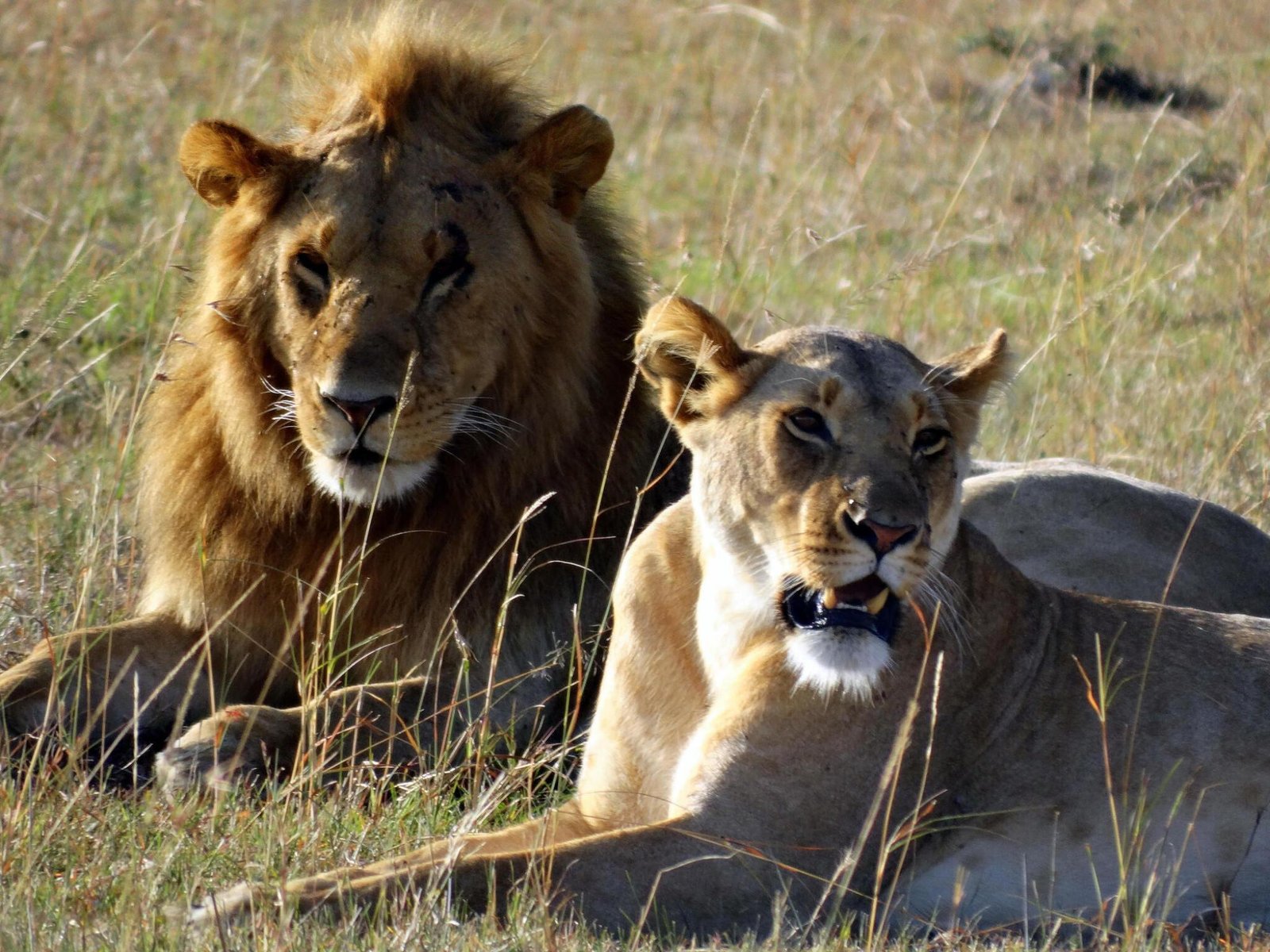 Classic Tanzania Safari