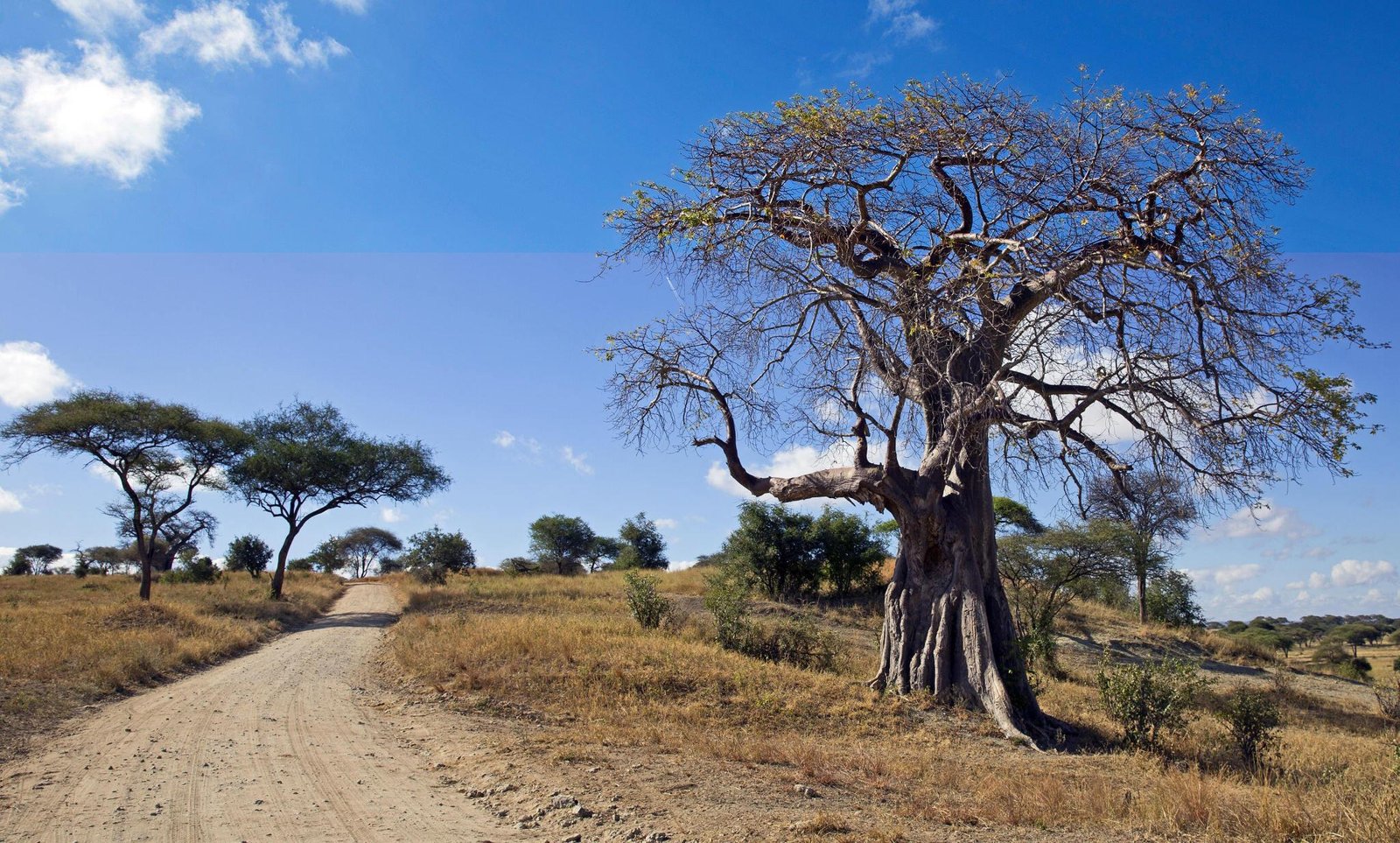Big Five safari wildlife in Tanzania