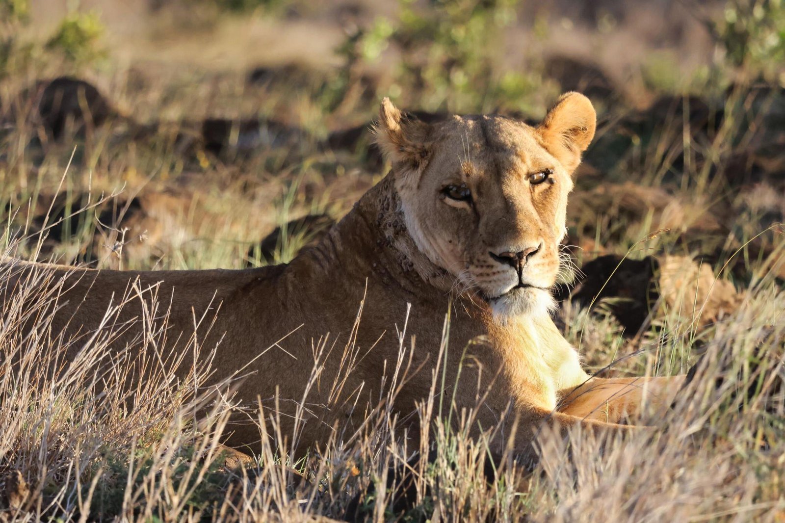Tanzania national parks safari guide