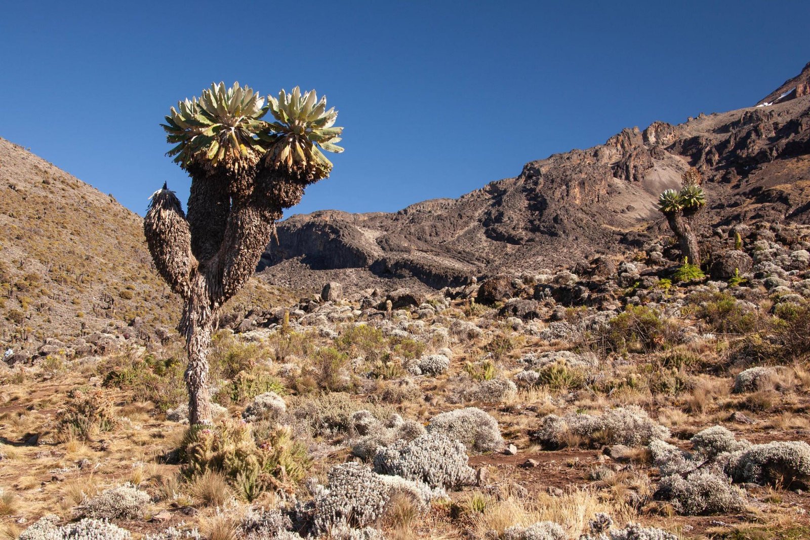 Umbwe Route Mount Kilimanjaro climbing