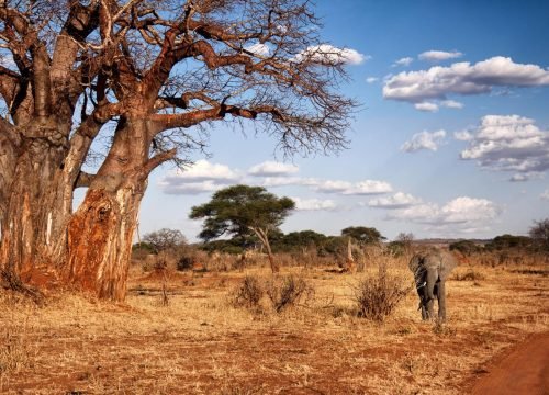 1-Day Tarangire Safari: Big Elephant Country