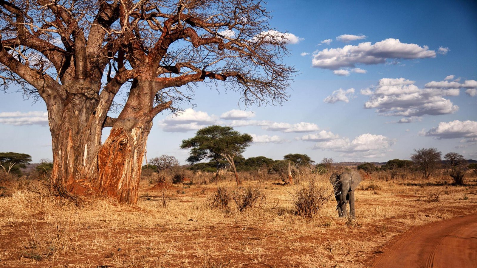 1-Day Tarangire Safari: Big Elephant Country