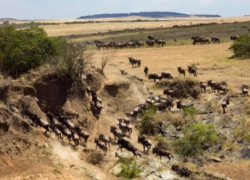 6-Day Great Migration Safari in Serengeti: A Front-Row Wildlife Journey