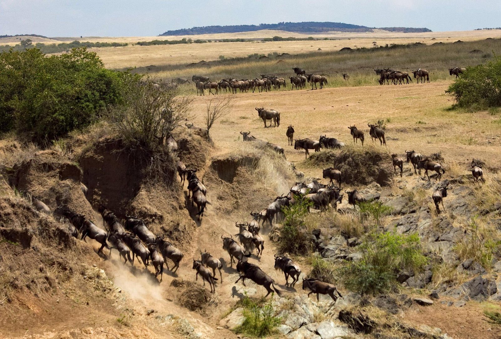 Wildebeest during a Serengeti Great Migration safari in Tanzania