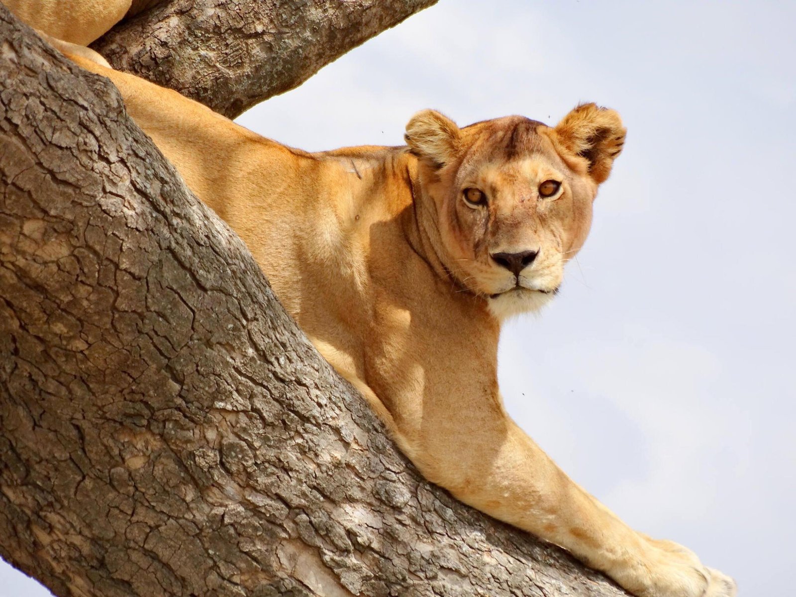 Tanzania safari tours with EKO Tanzania Adventures in Arusha