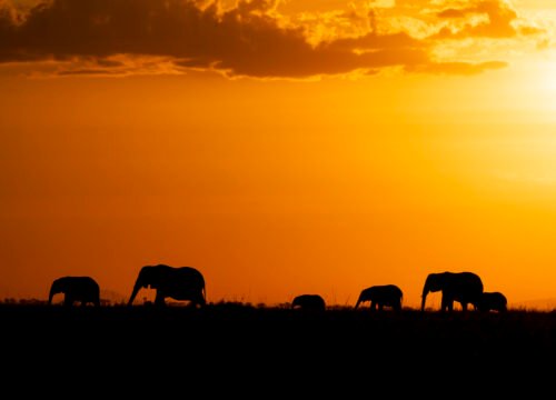 Night Game Drive in Tanzania’s Protected Areas: A Rare After-Dark Wildlife Experience