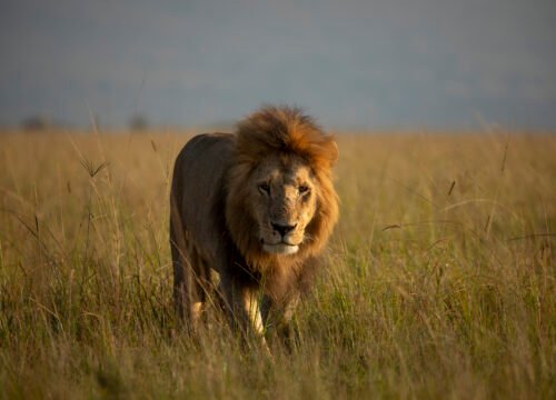 4-Day Tanzania Safari: Tanzania’s Classic Wildlife Circuit