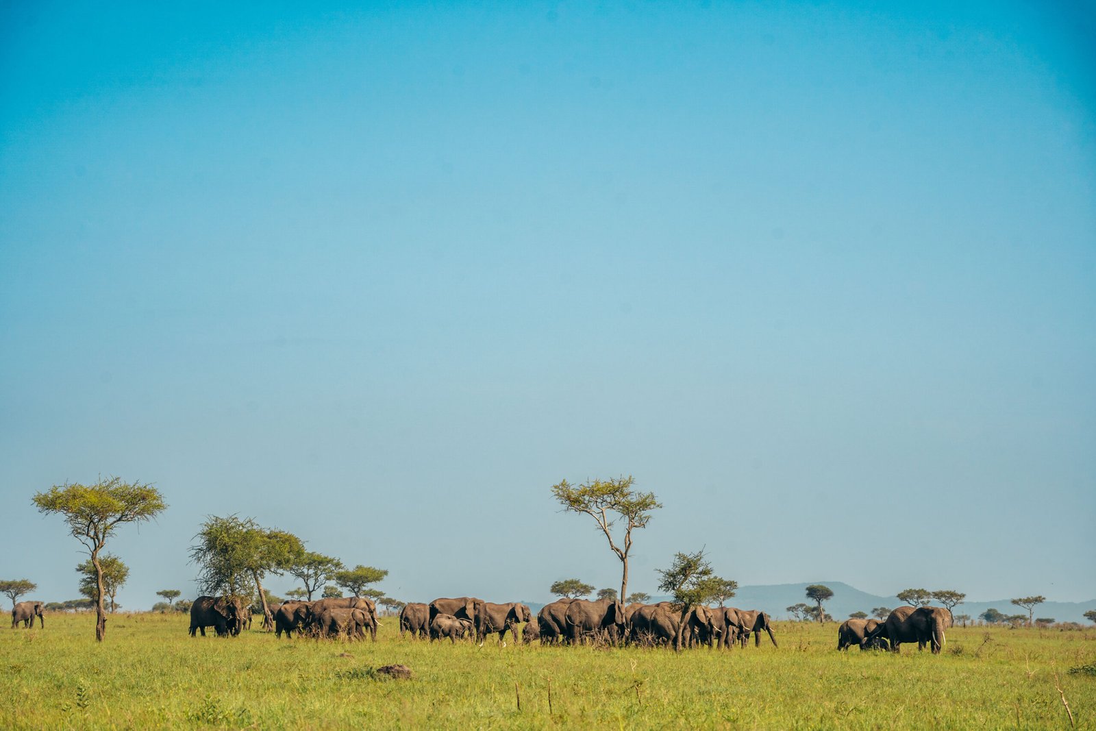 Tarangire National park