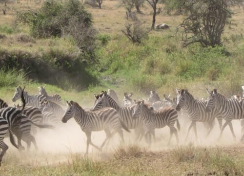 2-Day Tanzania Safari: Tarangire & Ngorongoro Crater Highlights