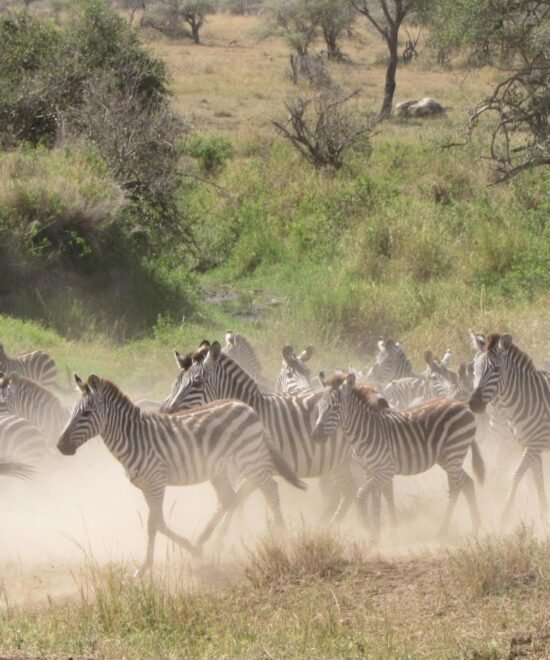 2-Day Tanzania Safari: Tarangire & Ngorongoro Crater Highlights