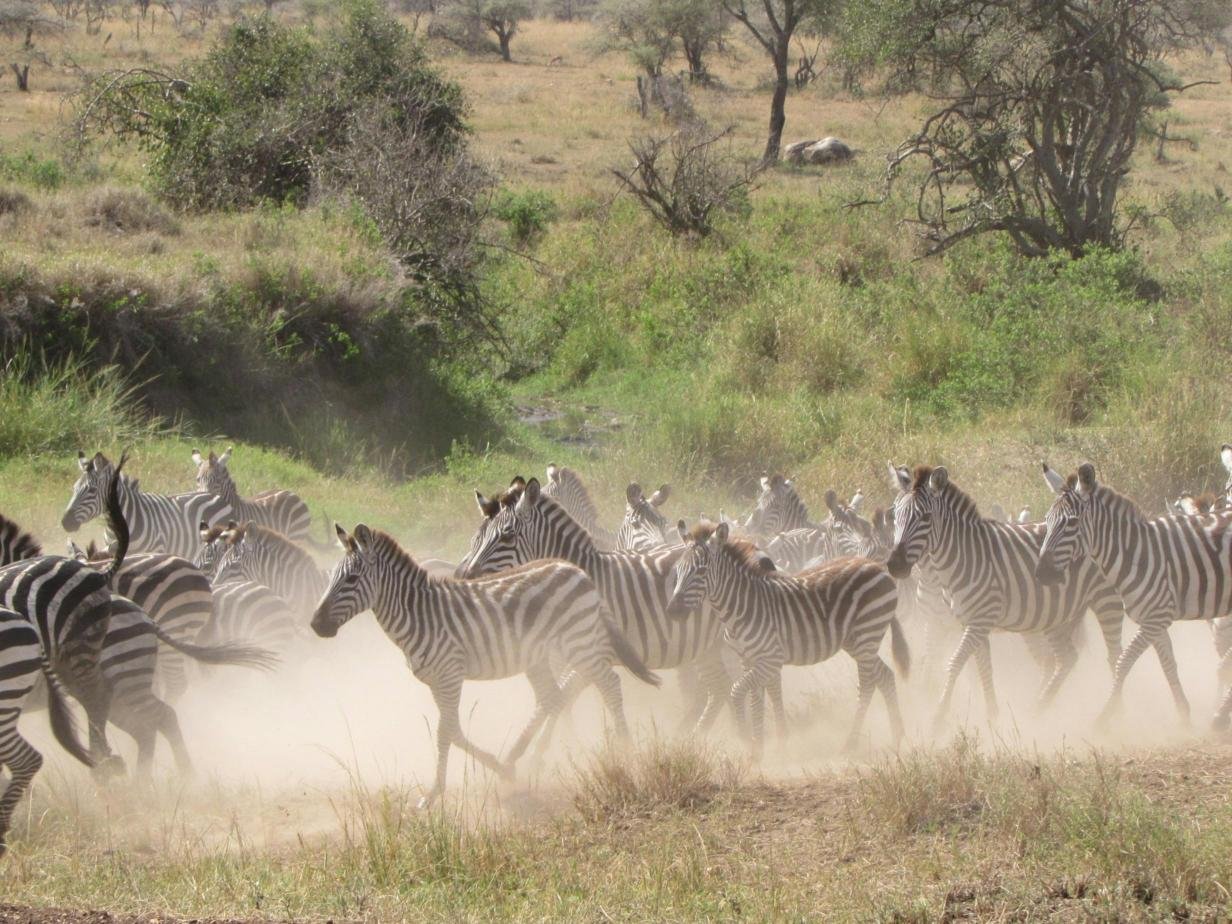 2-Day Tanzania Safari: Tarangire & Ngorongoro Crater Highlights