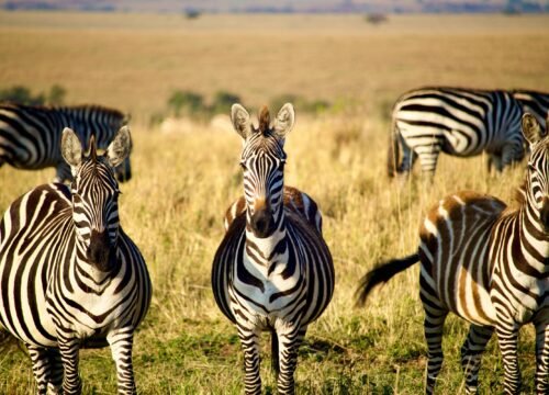 5-Day Tanzania Safari: The Complete Northern Circuit
