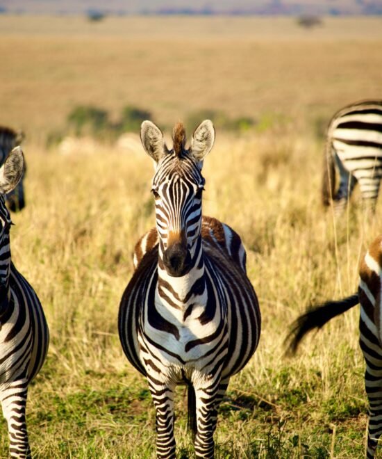 5-Day Tanzania Safari: The Complete Northern Circuit