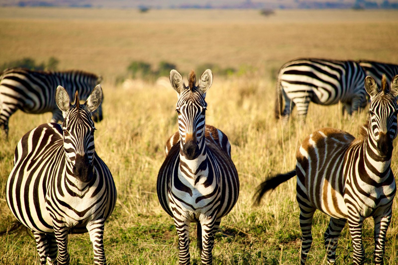 5-Day Tanzania Safari: The Complete Northern Circuit