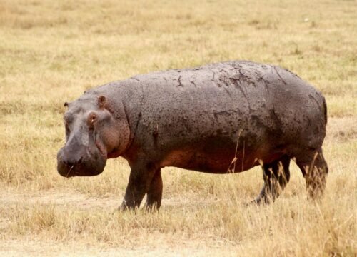 5-Day Tanzania Wildlife Photography Safari: A Focused Northern Circuit