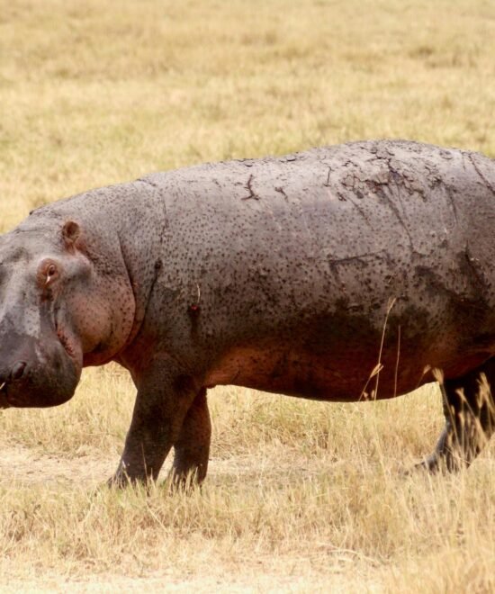 5-Day Tanzania Wildlife Photography Safari: A Focused Northern Circuit