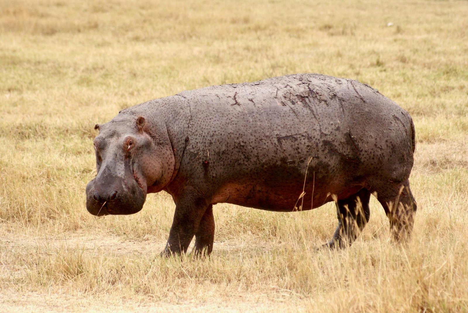 5-Day Tanzania Wildlife Photography Safari: A Focused Northern Circuit
