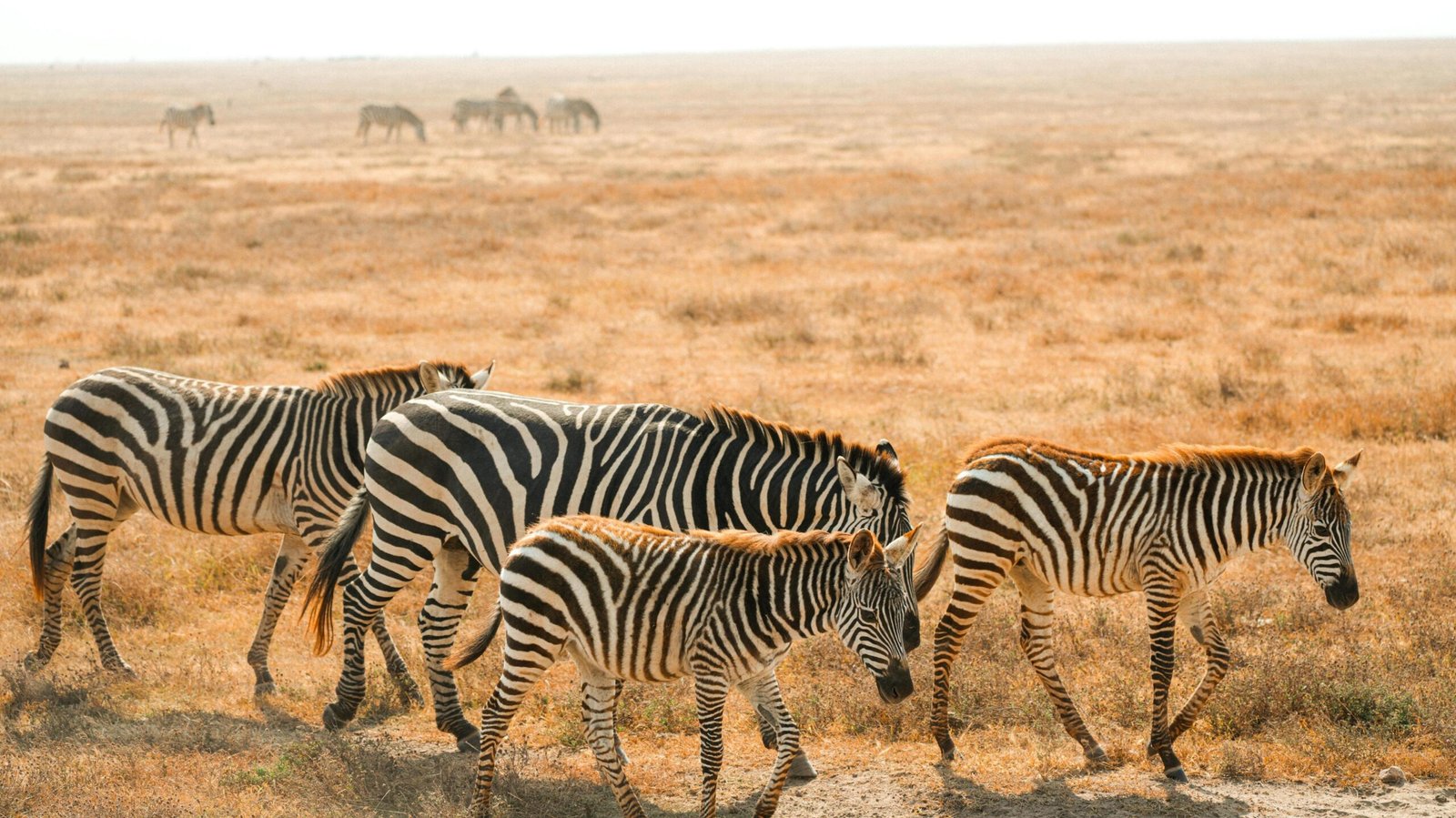 4-Day Tanzania Safari: Tanzania’s Classic Wildlife Circuit
