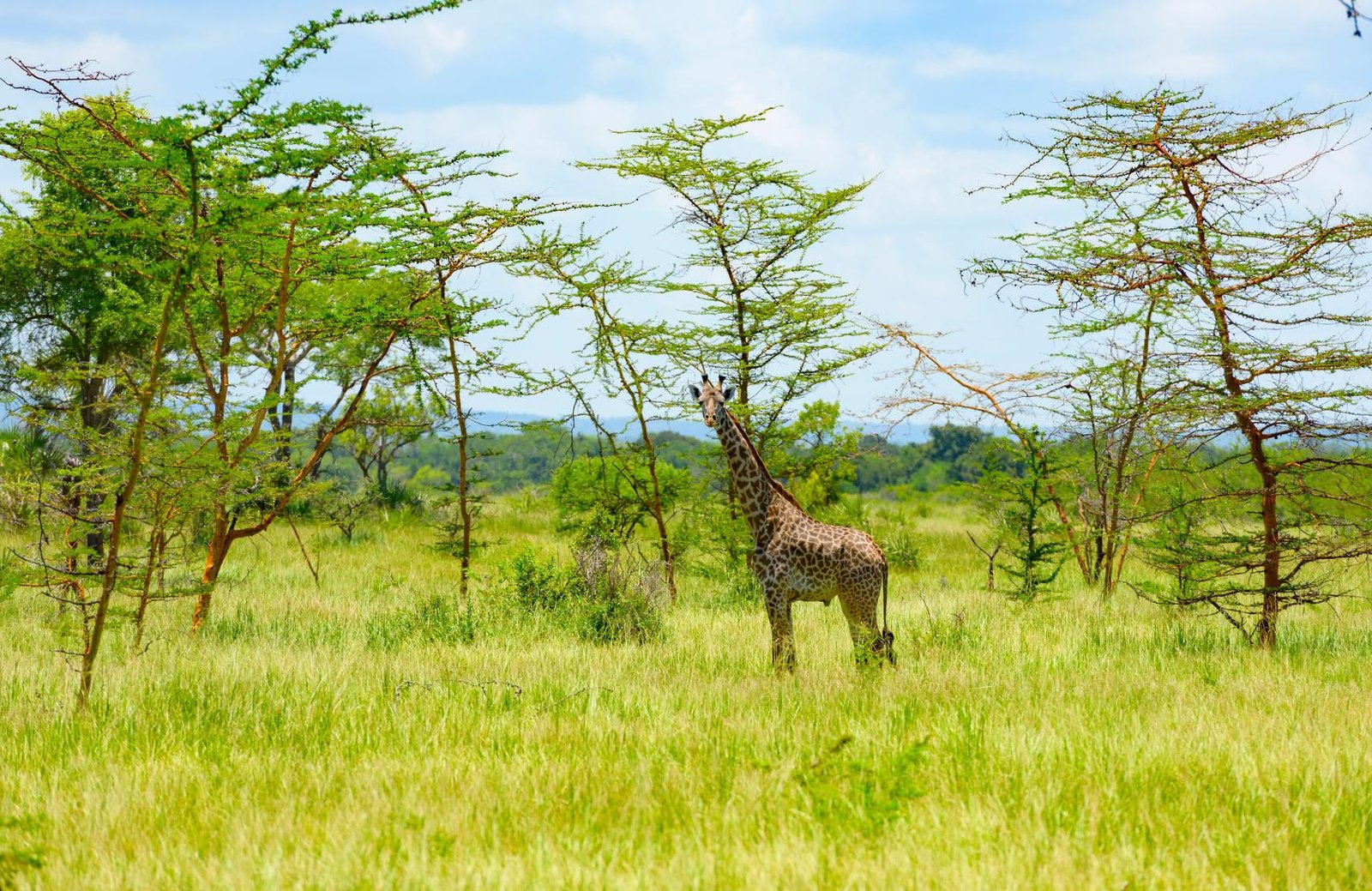 2-Day Tanzania Safari: Tarangire & Ngorongoro Crater Highlights