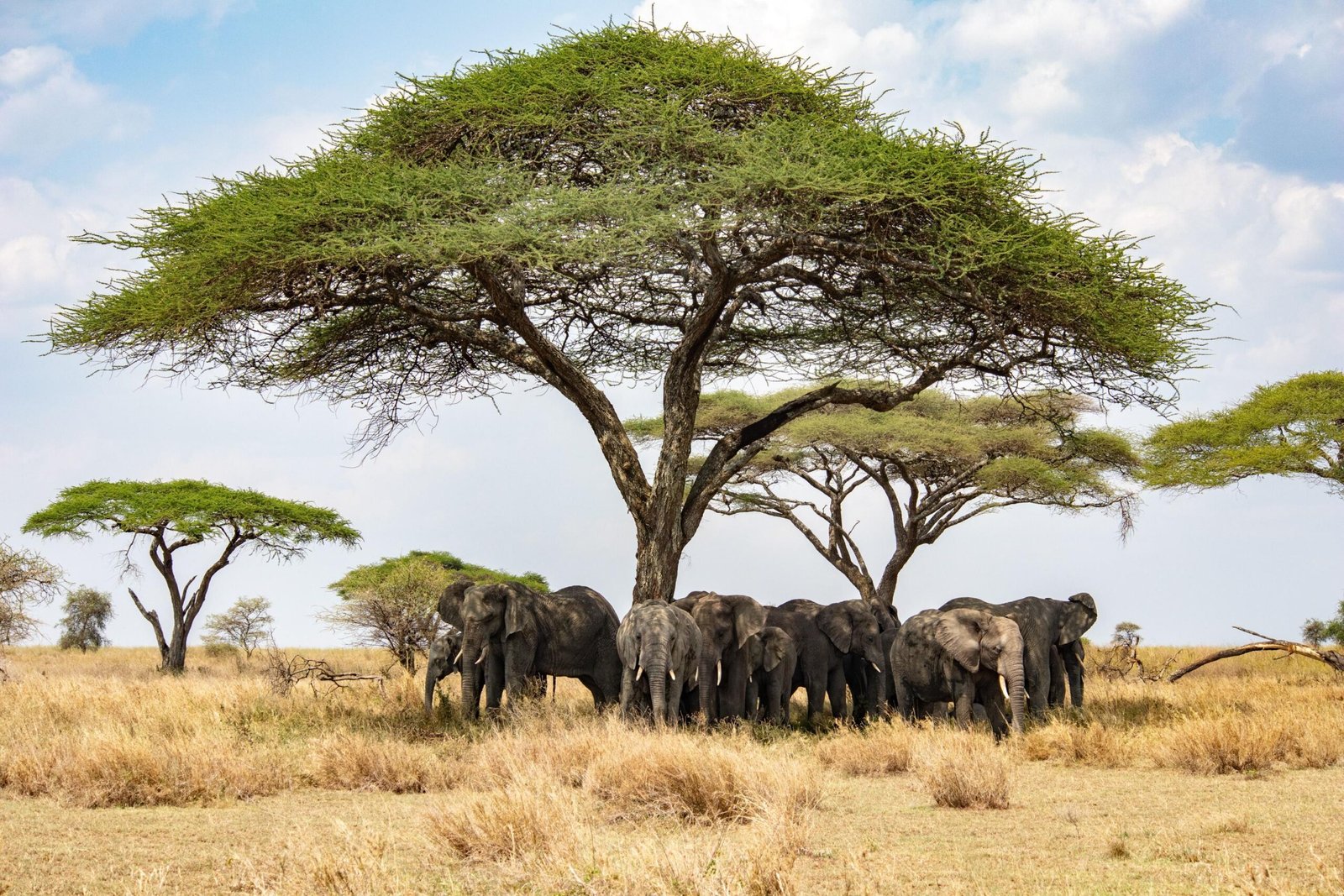 5-Day Tanzania Safari: The Complete Northern Circuit