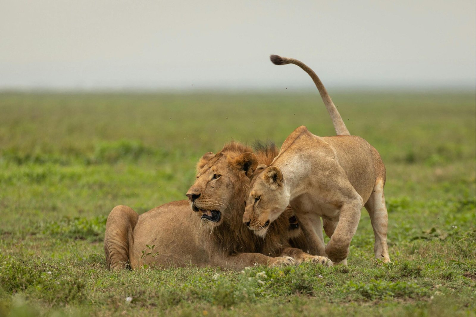 3-Day Tanzania Safari: Essential Northern Circuit Adventure
