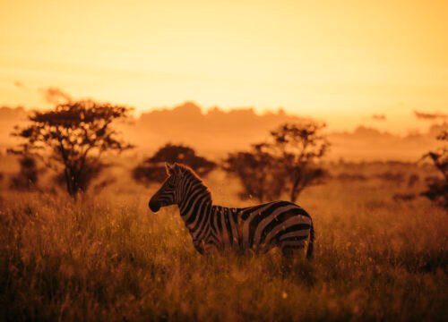 3-Day Tanzania Safari: Essential Northern Circuit Adventure