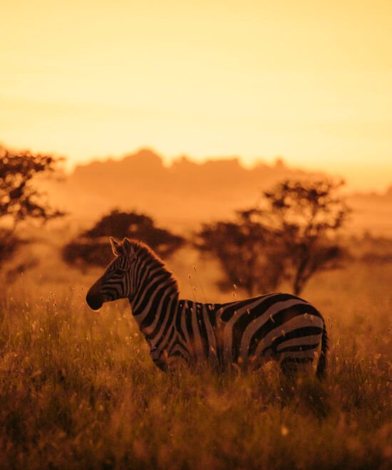 3-Day Tanzania Safari: Essential Northern Circuit Adventure