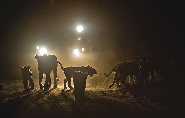 Night Game Drive in Tanzania’s Protected Areas: A Rare After-Dark Wildlife Experience