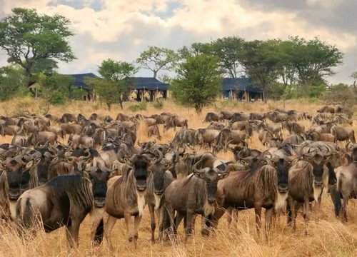 The Ultimate Serengeti Safari Guide: Wildlife, Great Migration and Luxury Safaris in 2026, 2027 & 2028