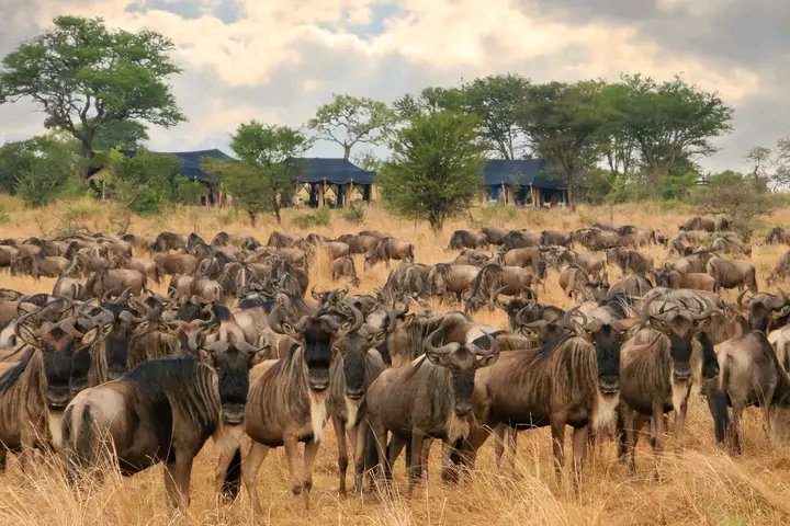 The Ultimate Serengeti Safari Guide: Wildlife, Great Migration and Luxury Safaris in 2026, 2027 & 2028