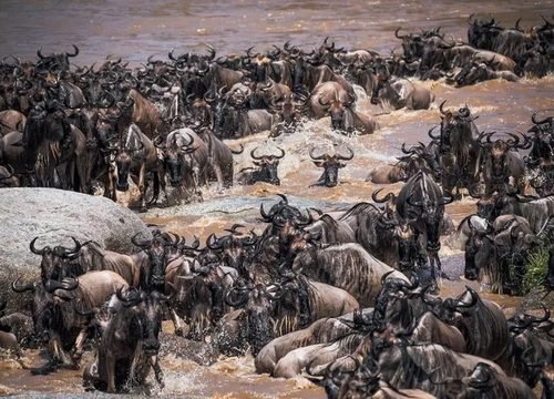 Discover Tanzania’s Greatest Wildlife Parks: The Ultimate Tarangire, Serengeti & Ngorongoro Safari 2026, 2027 & 2028