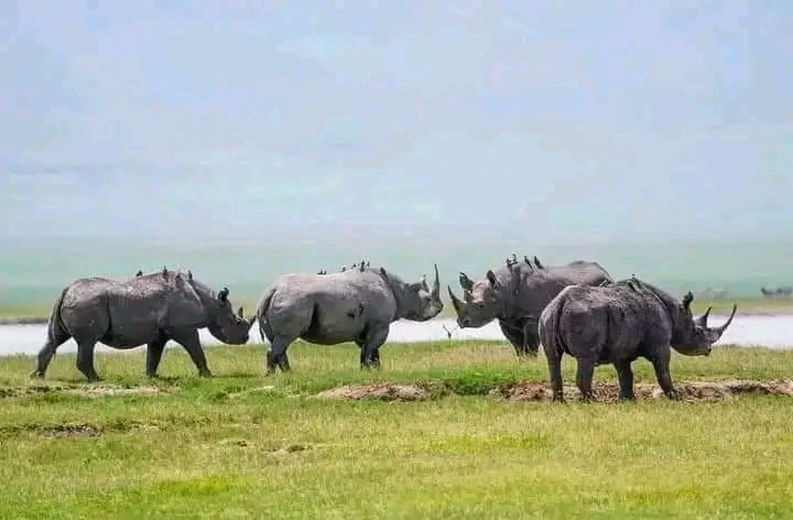 The Complete Guide to African Safari Tours for Small Groups: Advantages, Top Locations, and How to Pick the Best One