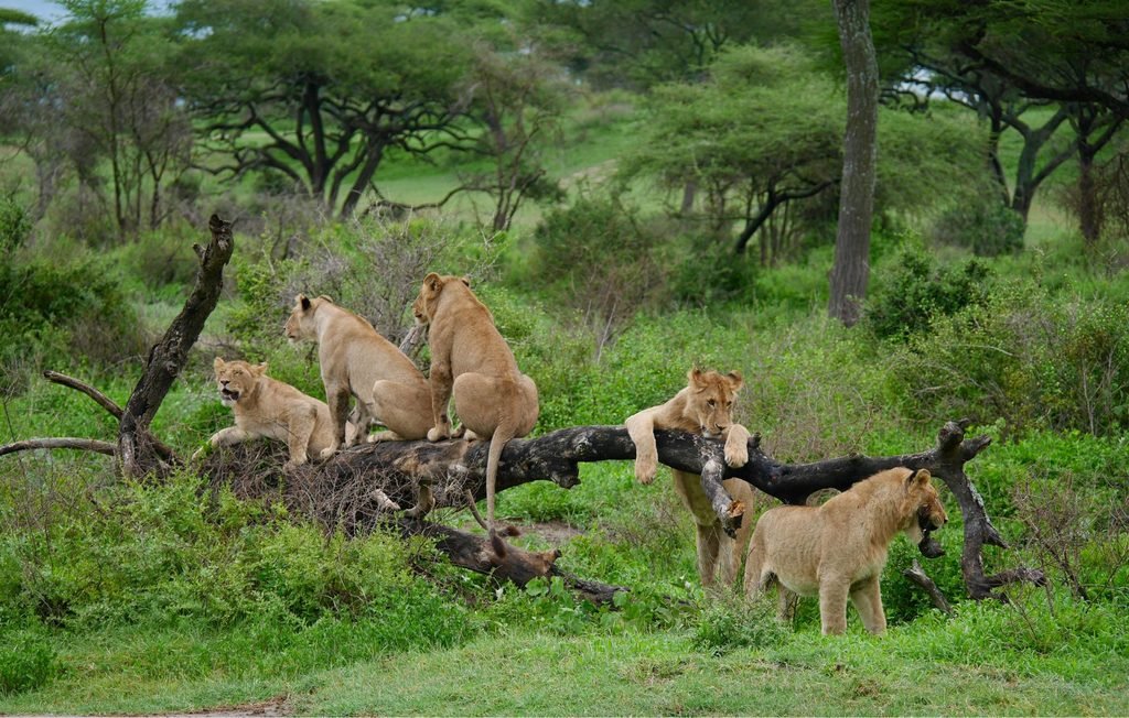 Tanzania Safari Etiquette: 15 Essential Rules for a More Respectful Wildlife Experience
