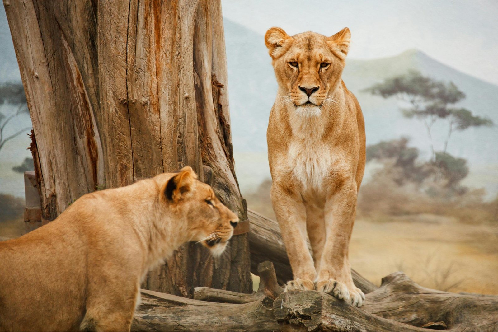 How to Book a Tanzania Safari in 8 Simple Steps: Avoid Costly Mistakes