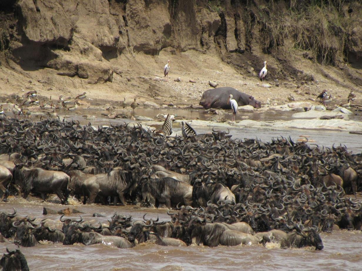 6-Day Great Migration Safari in Serengeti: A Front-Row Wildlife Journey