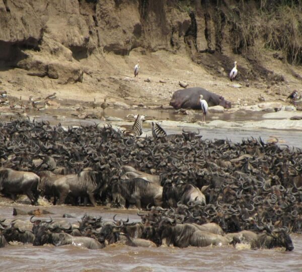 6 Days Tanzania Great Migration Safari
