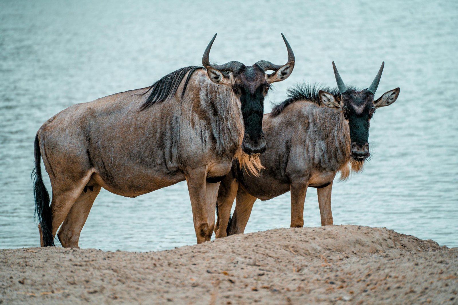 First Tanzania Safari? 17 Practical Tips Every Traveller Should Know Before Booking