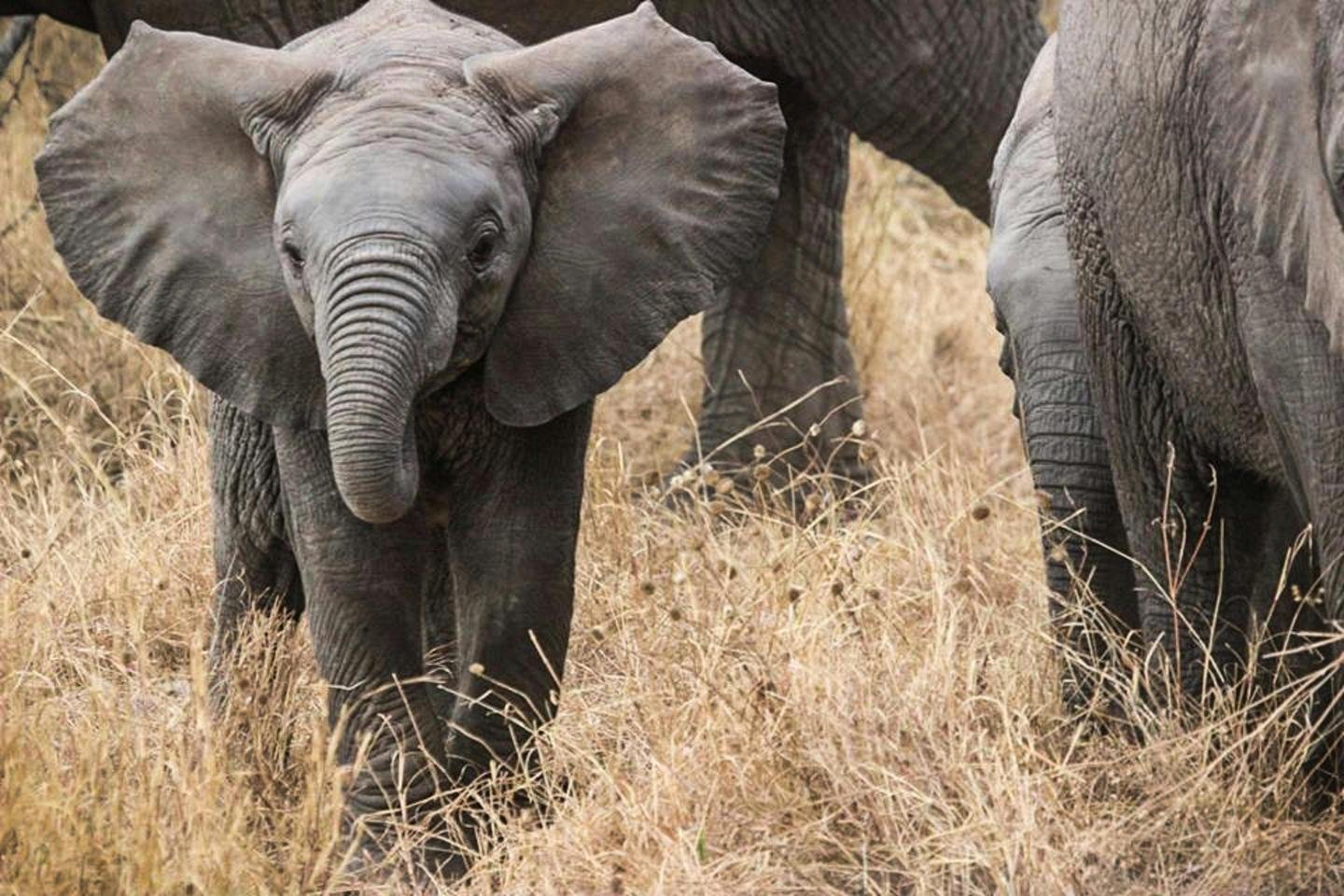 1-Day Tarangire Safari